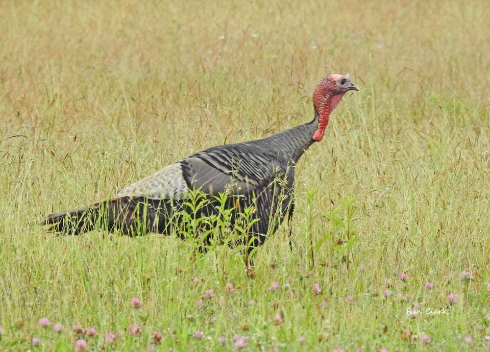 Turkey Near The Village Of Chitty Chatty