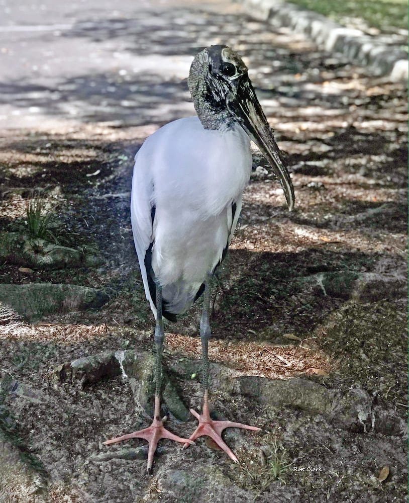 Wood Stork At Lake Mira Mar