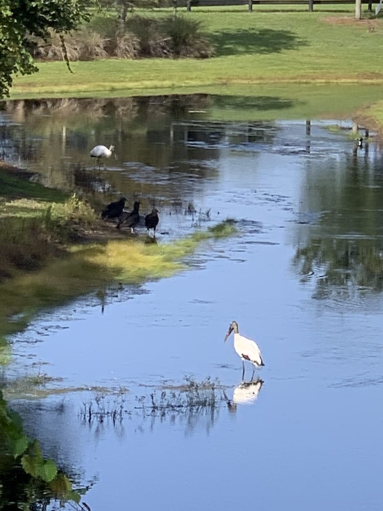 Wood Storks and Buzzards near Lake Deaton Plaza