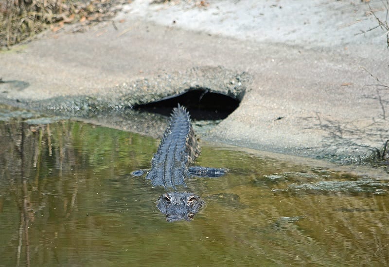 Alligator Emerging From Hole