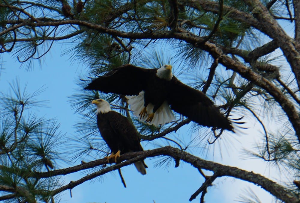 Bald Eagles In Village Of Lake Deaton