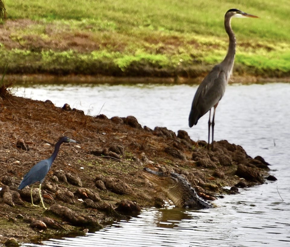 Community Meeting At A Pond In The Village Of Collier