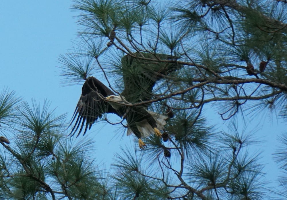 Eagle Taking Flight In Village Of Lake Deaton