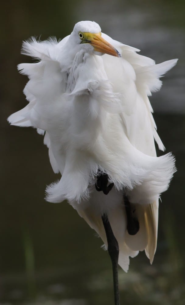 Great Egret On A Very Windy Morning At Fenney Nature Trail