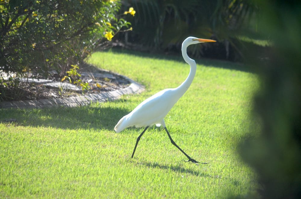 Great Egret Strolling Through Backyard In The Village Of Hillsborough