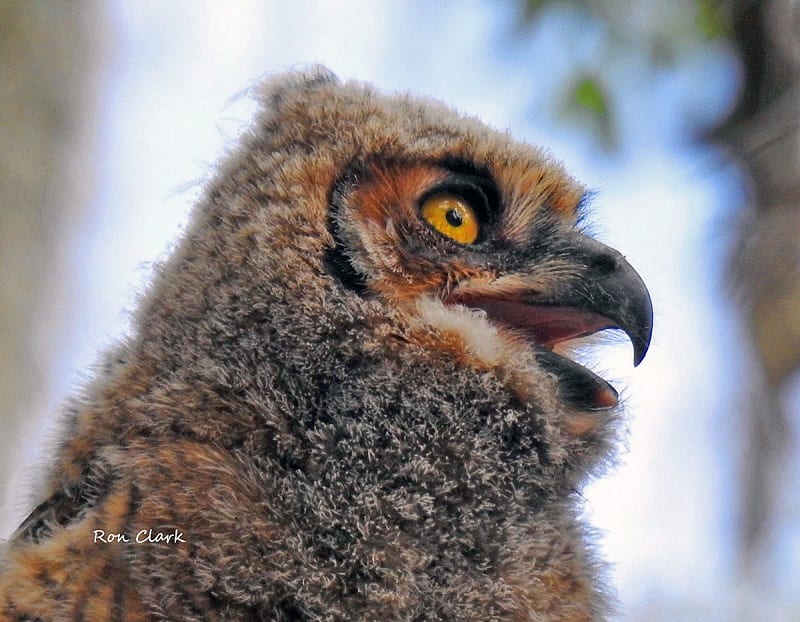 Great Horned Owlet Near Lopez Country Club