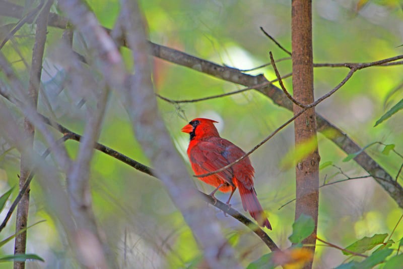 Male Cardinal Near Fenney Nature Trail