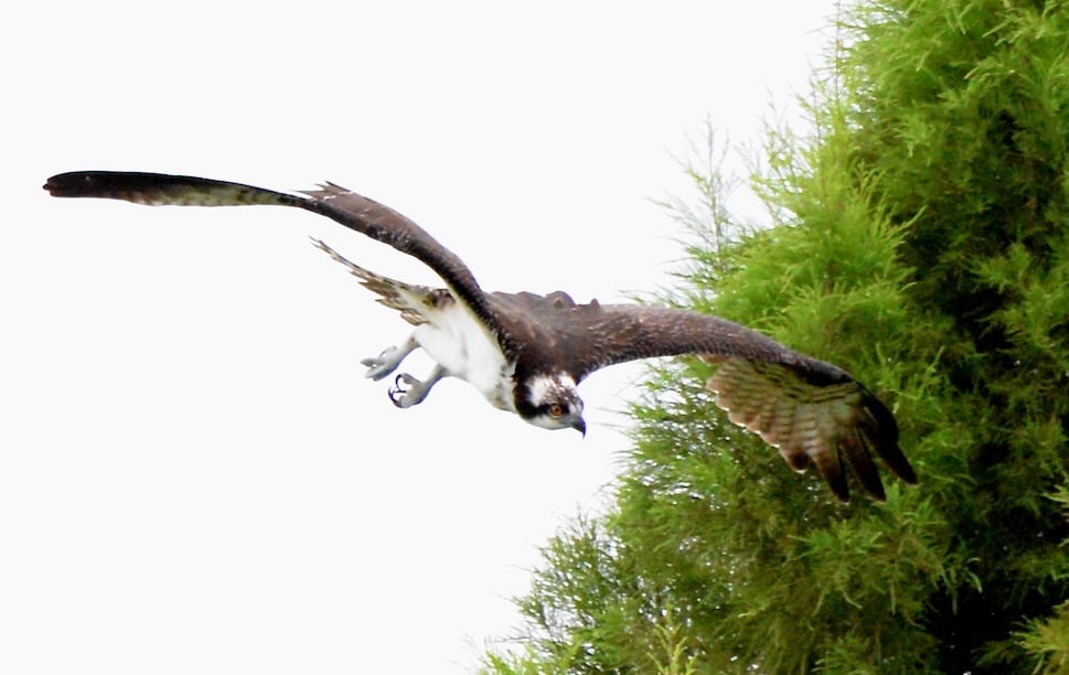 Osprey In Flight Over The Village Of Collier