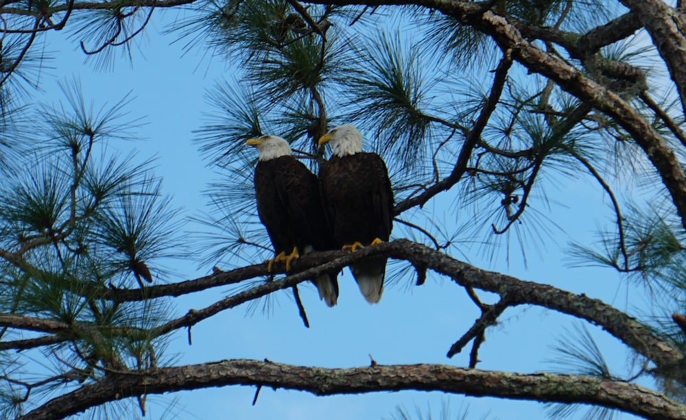 Pair Of Bald Eagles In Tree In Village Of Lake Deaton