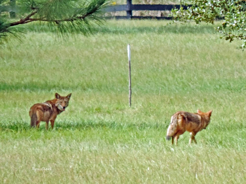 Pair Of Coyotes Near Cane Garden Country Club