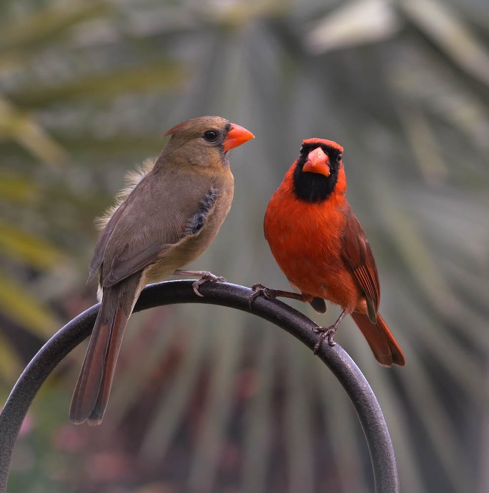 Pair of Northern Cardinals In The Village Of Hillsborough