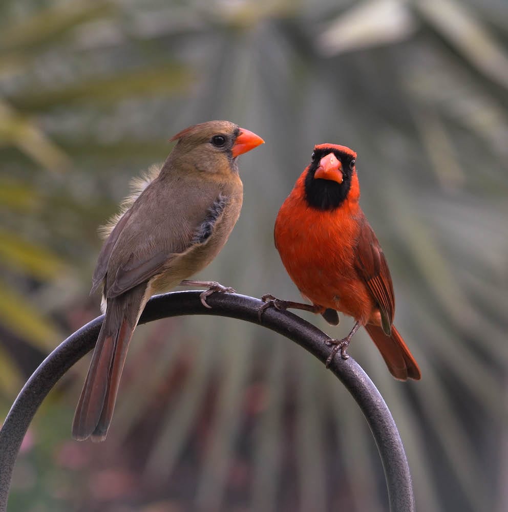 Pair Of Northern Cardinals In The Village Of Hillsborough