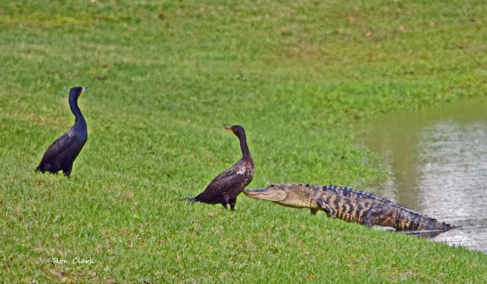 Two Anhinga And An Alligator Near Retention Pond