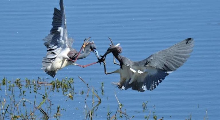 Two Tricolored Herons Fighting On Pond In Lady Lake