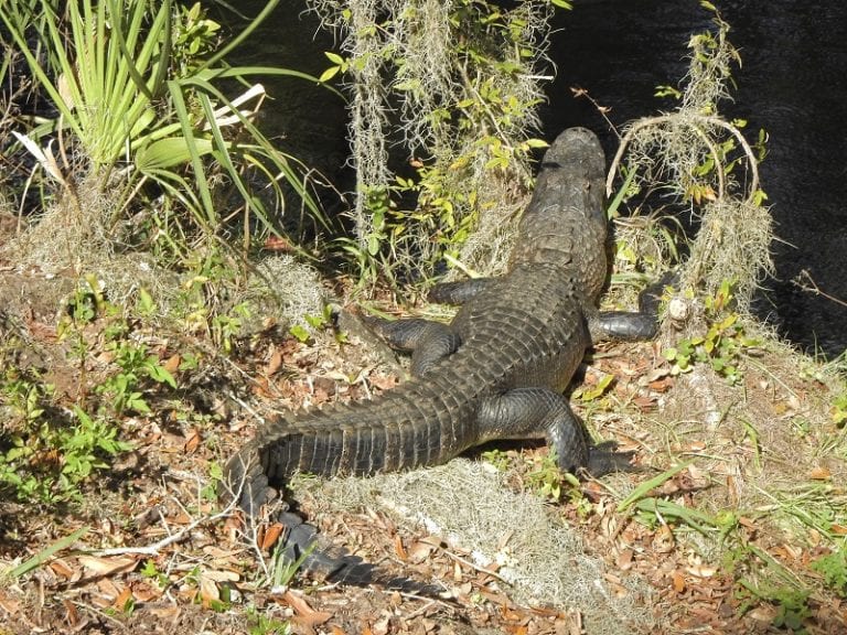 Alligator Getting Sun Along The Fenney Nature Trail