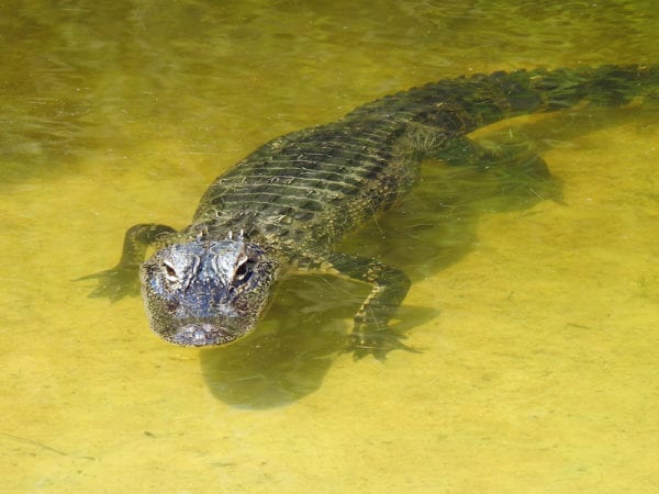 Alligator On Early Morning Swim At Fenney Nature Trail