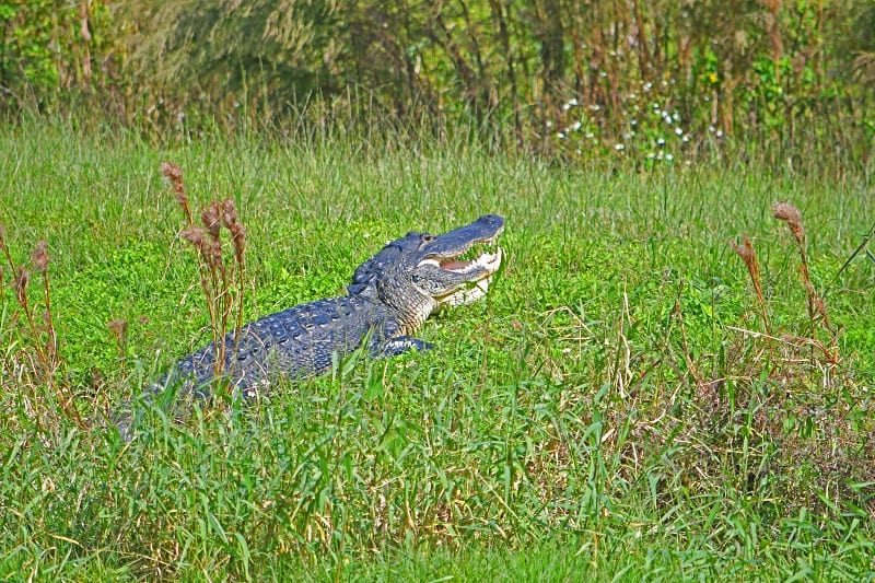 Alligator Showing Its Teeth