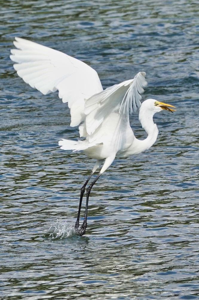 Great Egret With A Snack