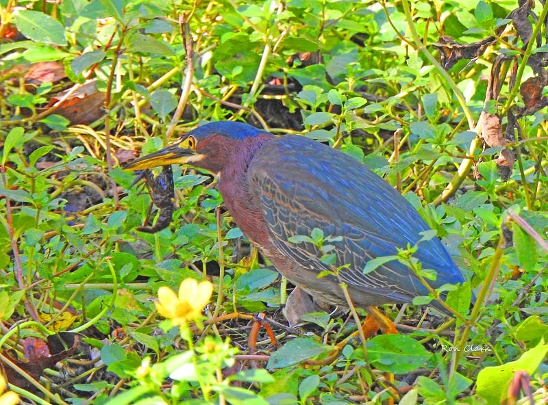 Green Heron Catches Breakfast Along Fenney Nature Trail
