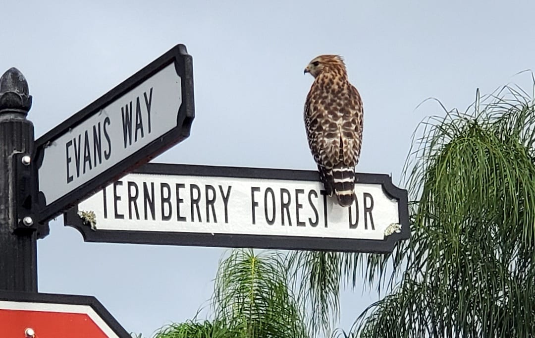 Broad-Winged Hawk On Ternberry Forest Drive