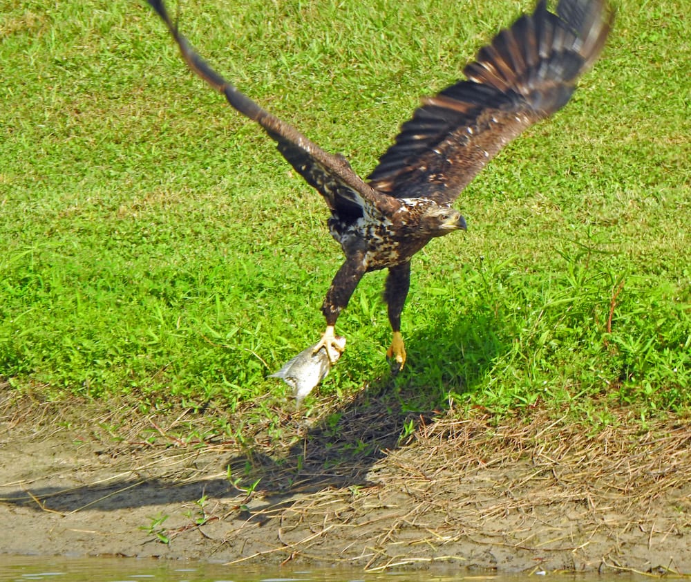 Juvenile Bald Eagle Catching Fish On Virginia Golf Course
