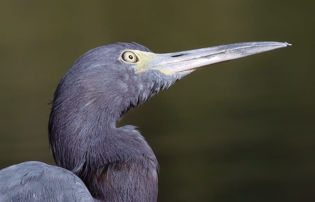 Little Blue Heron At Fenney Nature Trail