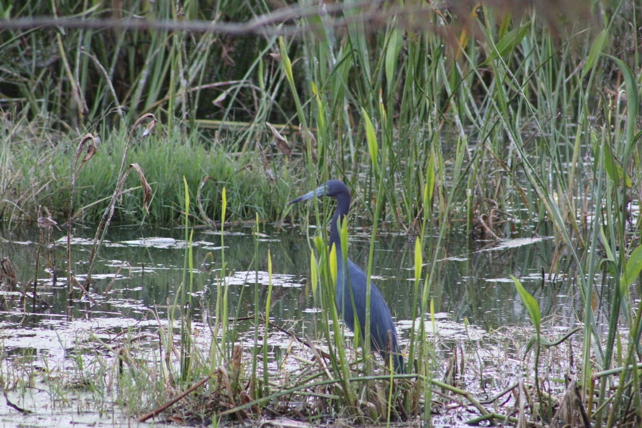 Little Blue Heron In Pond At Loblolly Executive Golf Course