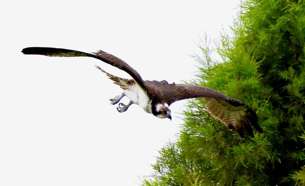 Osprey On The Hunt In The Village Of Collier
