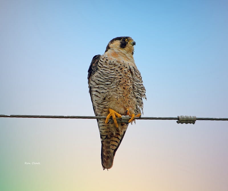 Peregrine Falcon On Wire
