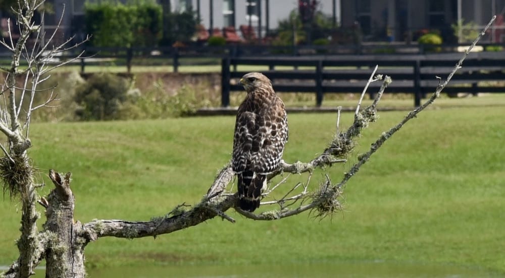 Red-Shouldered Hawk Watching Over Village Of Collier