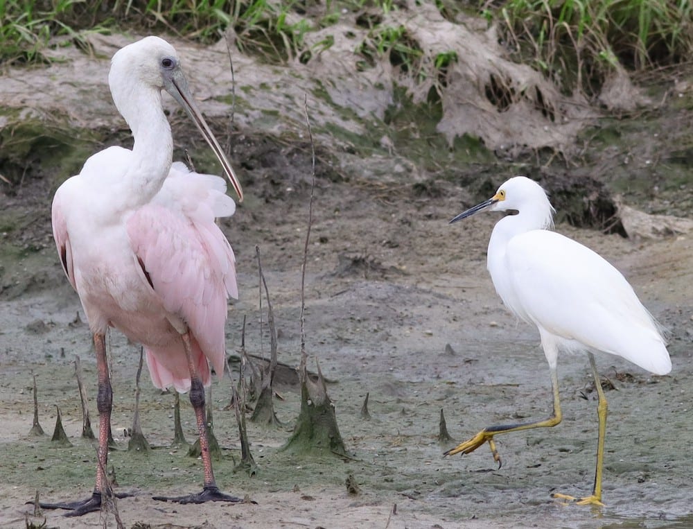 Roseate Spoonbill And Snowy Egret At Hogeye Pathway
