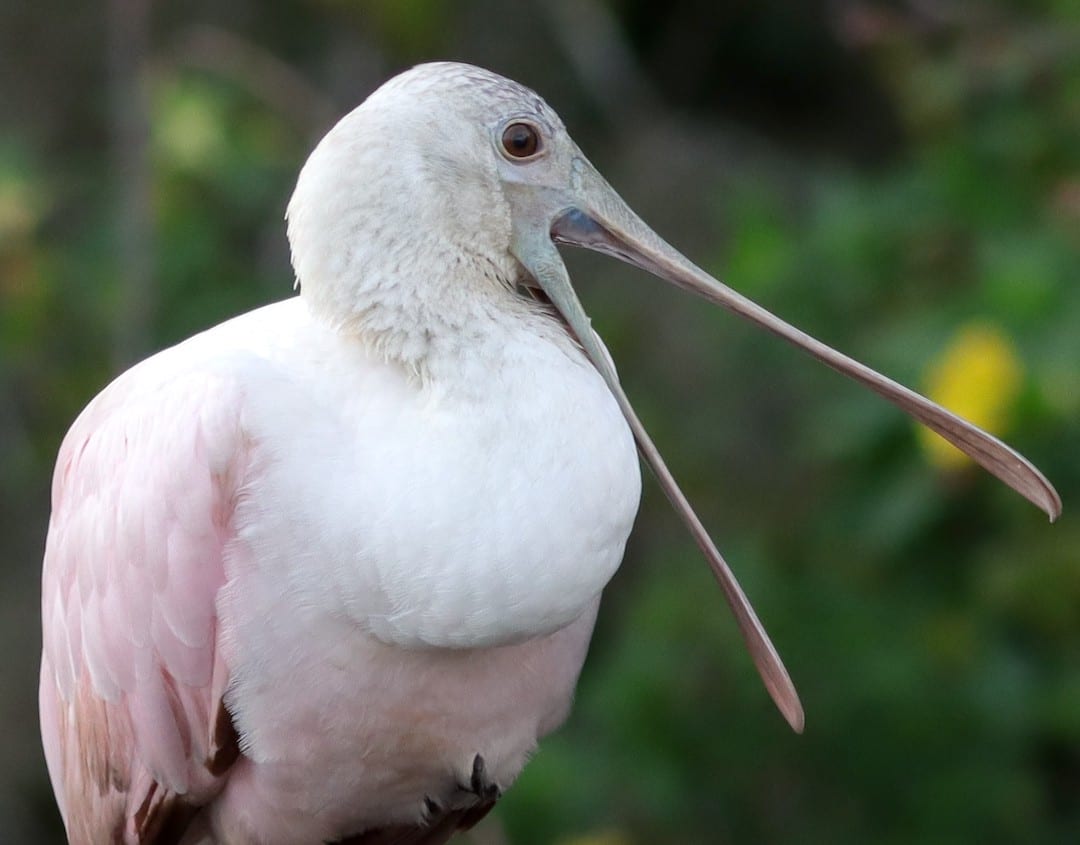 Roseate Spoonbill Behind Lake Deaton Plaza