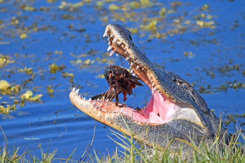 Alligator Grabs A Fish At Fenney Nature Trail