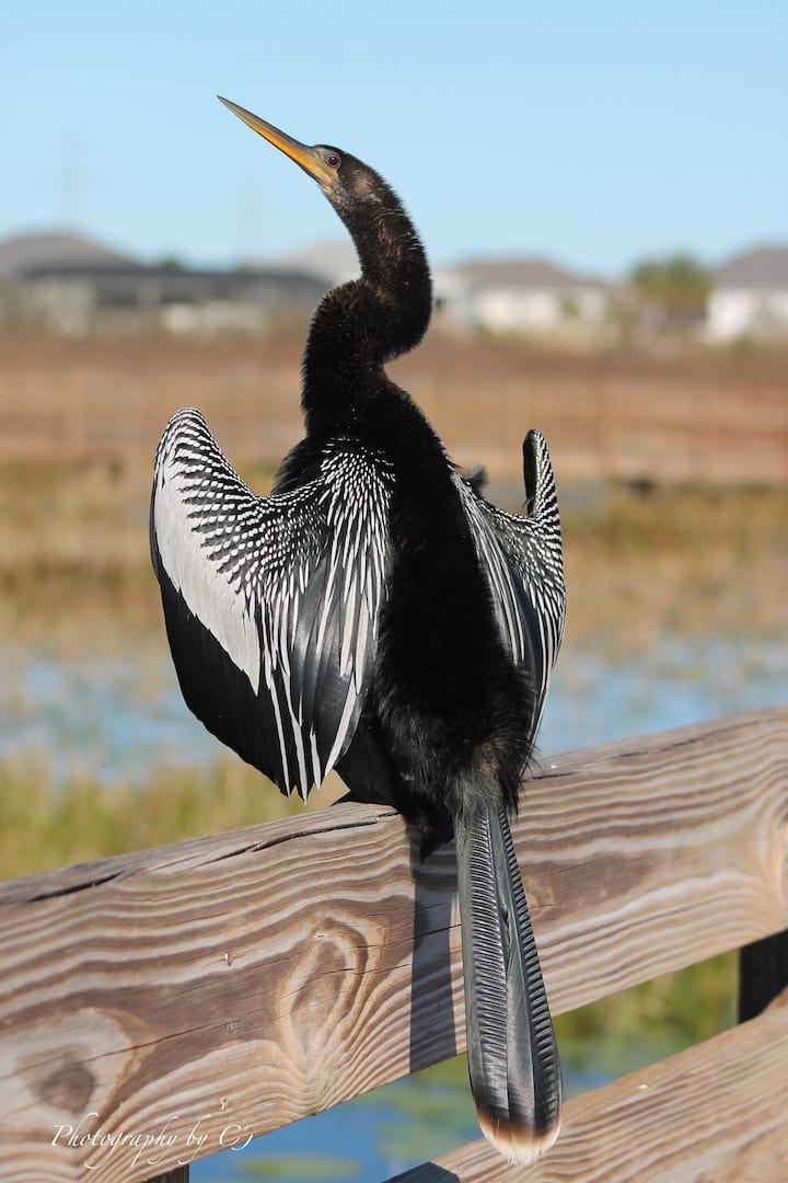Anhinga Hamming It Up At Sharon Rose Wiechens Preserve