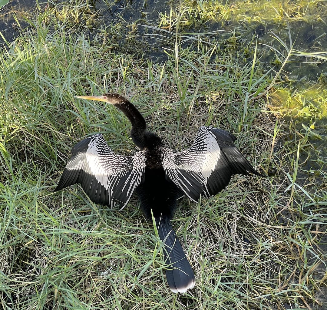 Anhinga Sunning At The Sharon Rose Wiechens Preserve