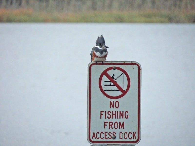 Belted Kingfisher At Lake Miona Cannot Read
