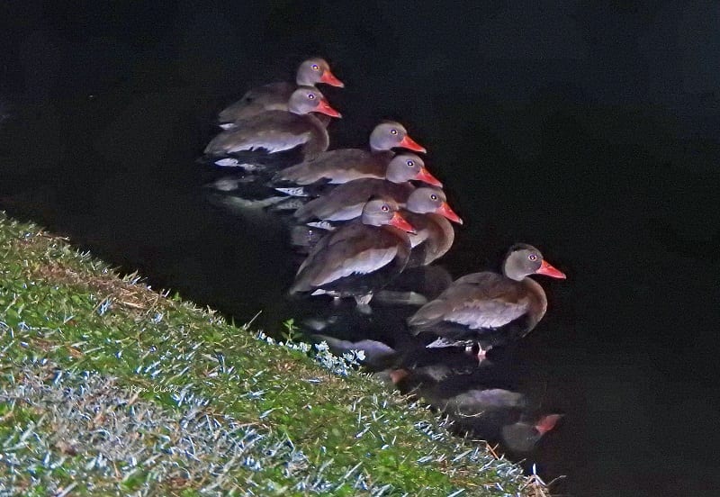 Black-Bellied Whistling-Ducks Huddled Together For Warmth