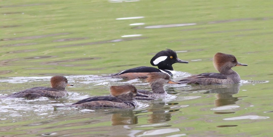 Family Of Hooded Mergansers On Pond Beside Chitty Chatty Preserve
