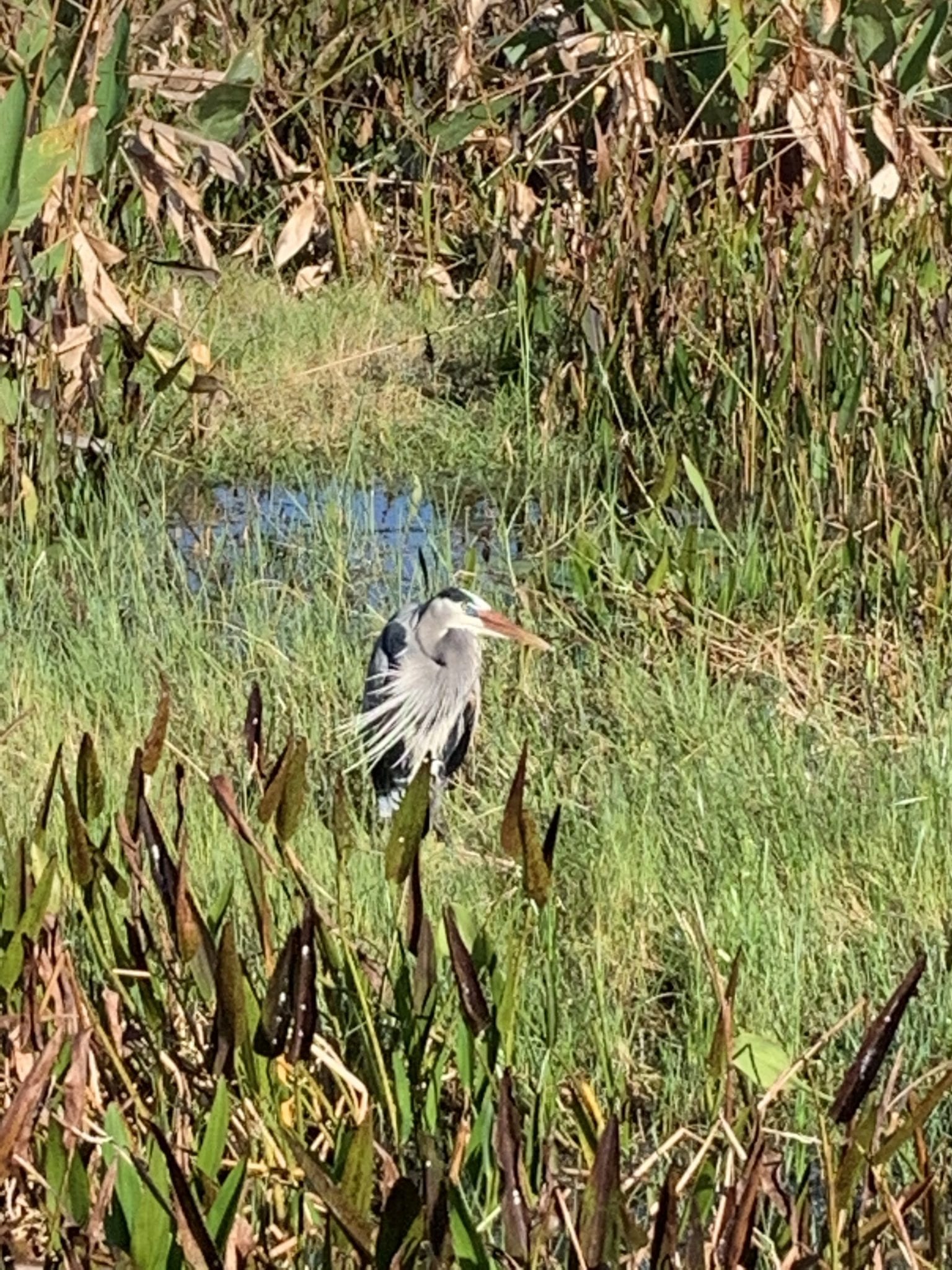 Heron On A Cold Day In The Villages