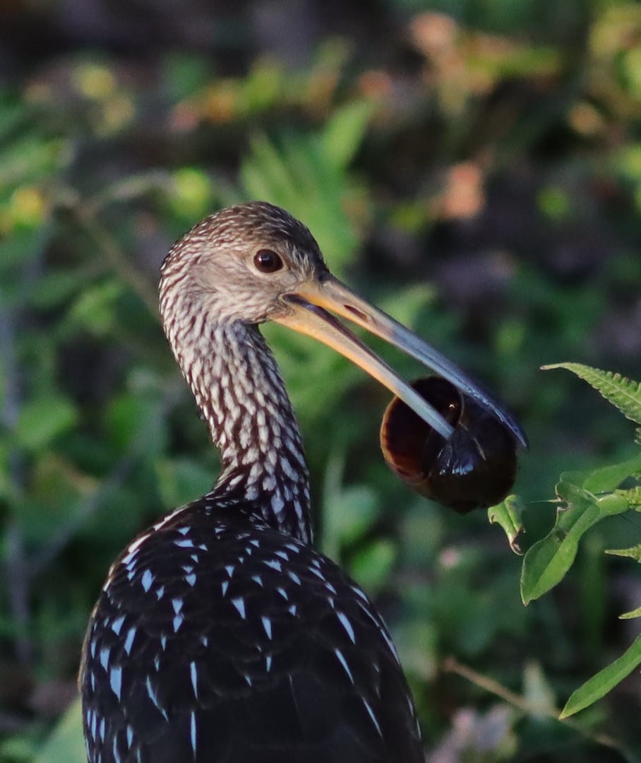 Limpkin With Apple Snail At Chitty Chatty Preserve