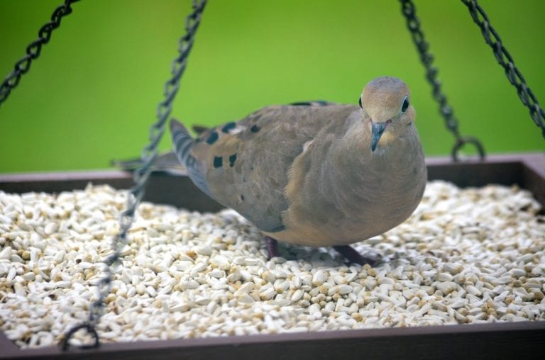 Mourning Dove In The Village Of Hillsborough
