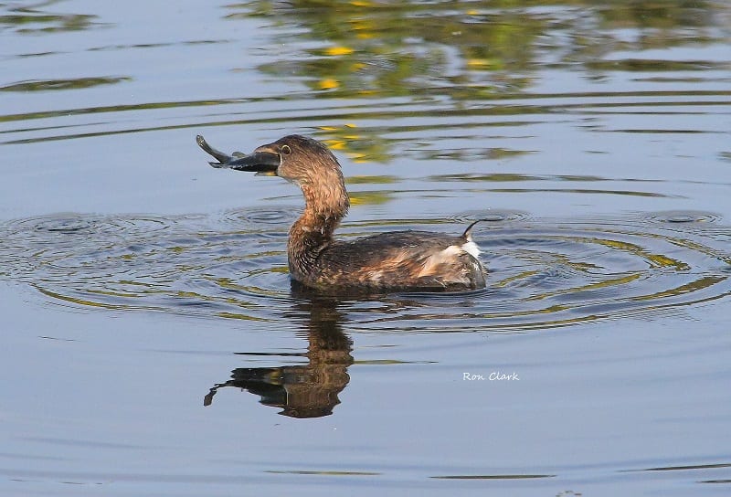 Pied-Billed Grebe Catching A Fish