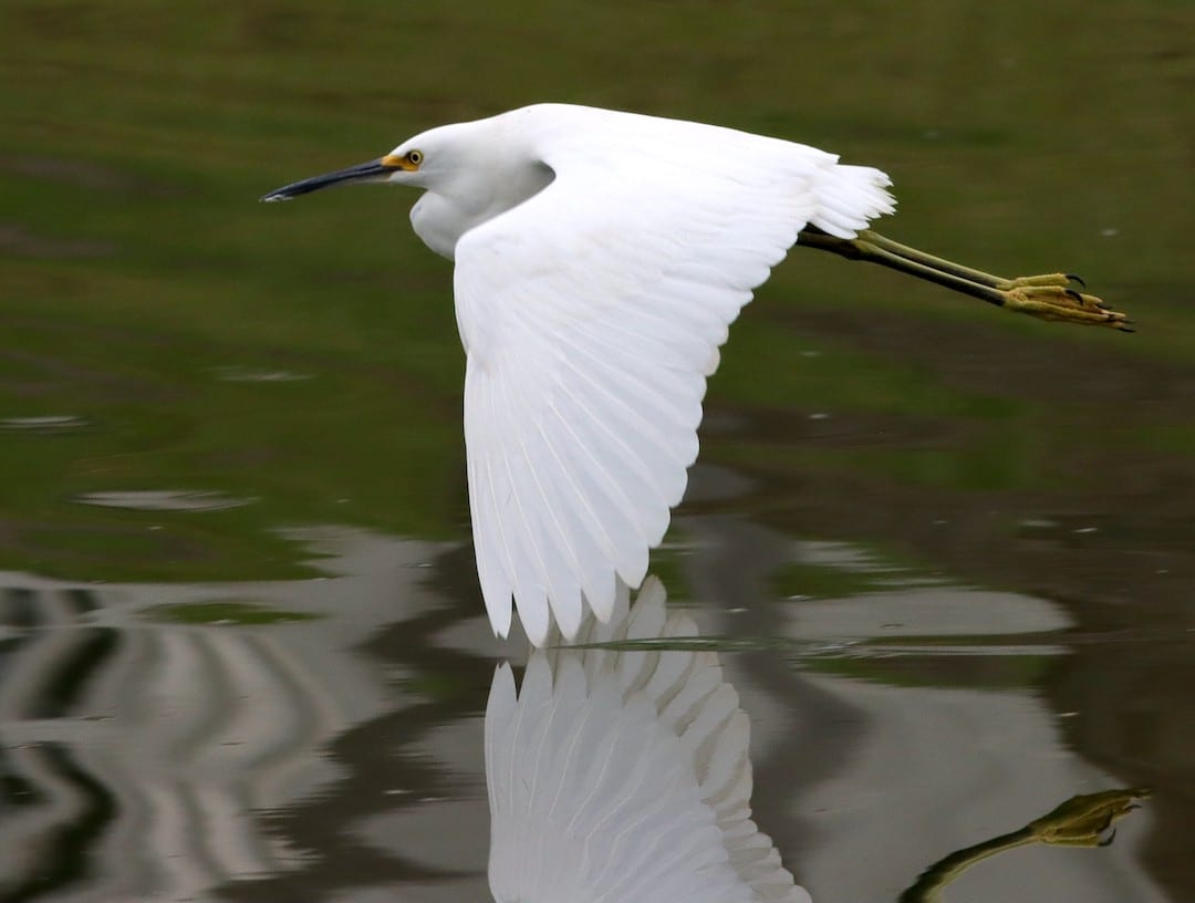 Snowy Egret Over Pond Beside Chitty Chatty Preserve