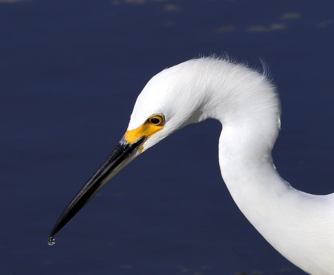 Snowy Egret With A Drop Of Water At Chitty Chatty Preserve