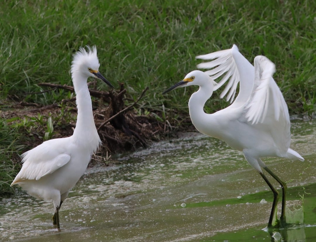 Snowy Egrets In Territorial Dispute Near Chitty Chatty Preserve
