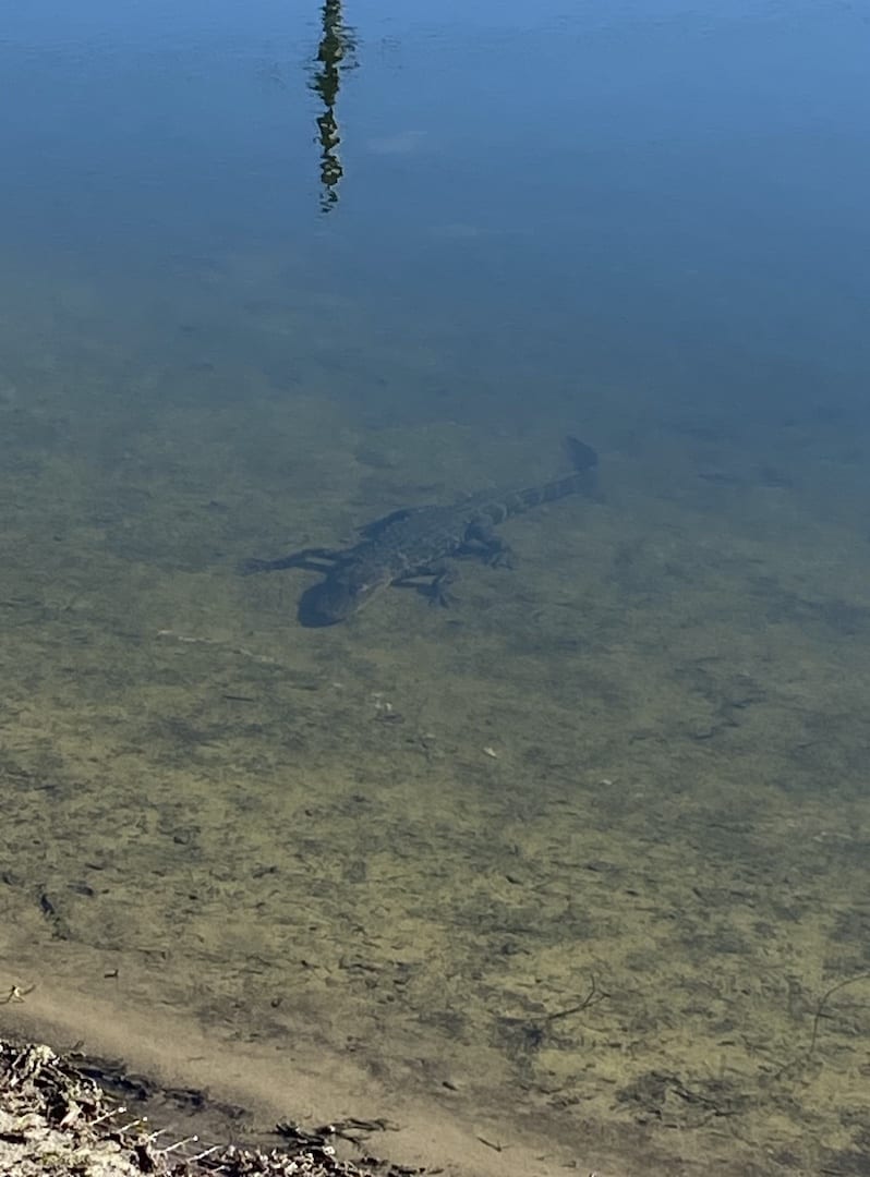 Alligator Below The Water's Surface