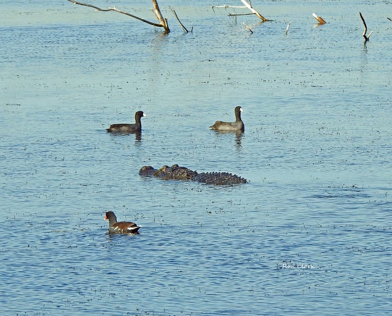 Alligator Swims Between Some Coots