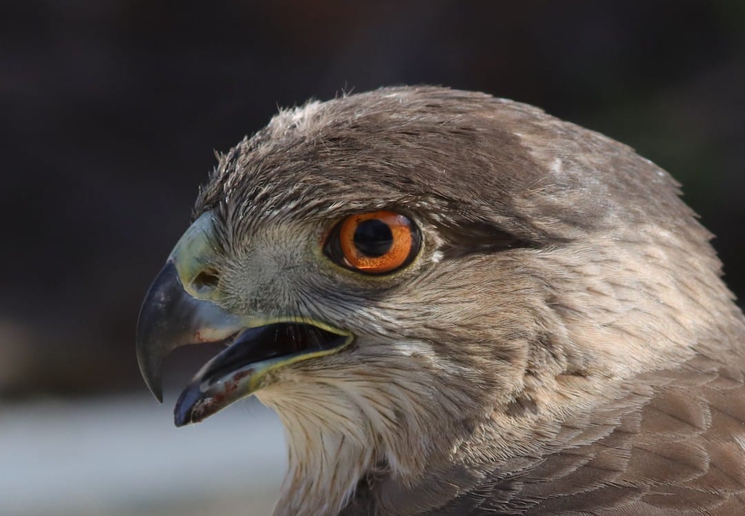 Cooper's Hawk In The Village Of Hillsborough