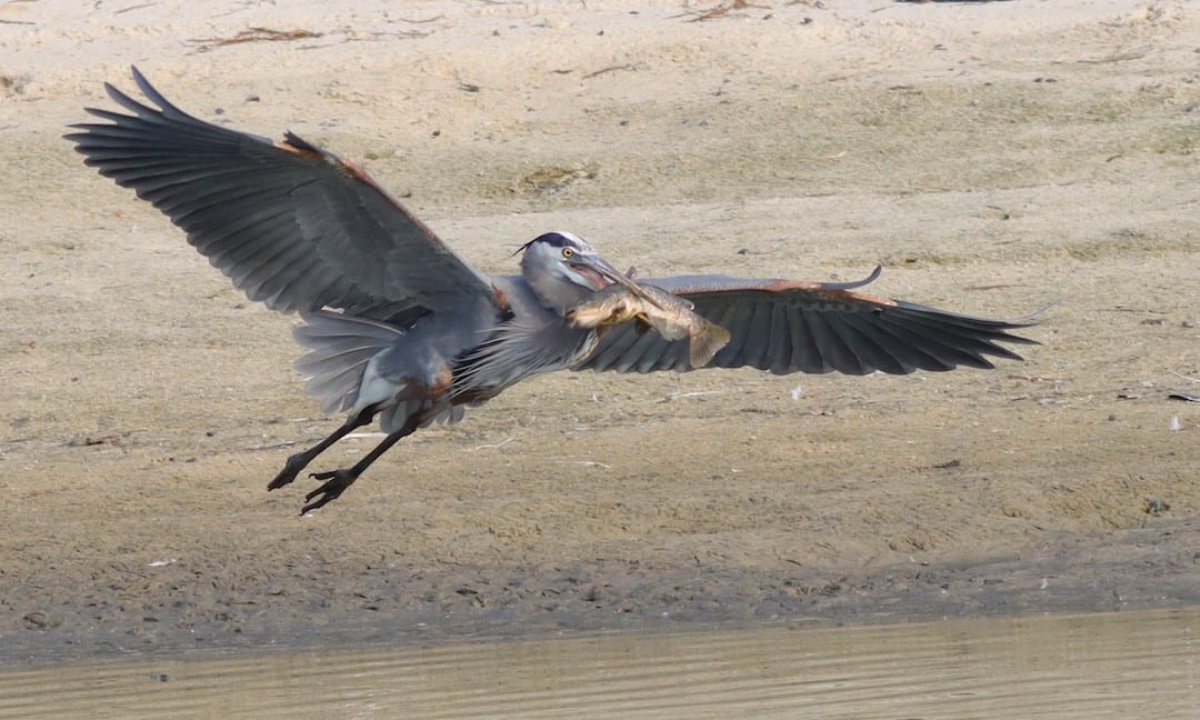 Great Blue Heron With Catfish Soaring Over Pond In The Village of Summerhill