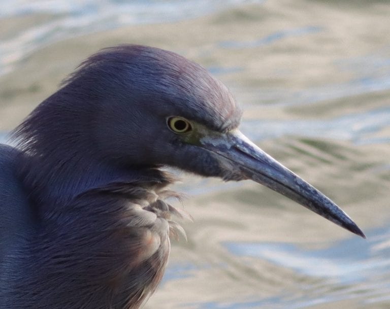 Little Blue Heron On A Windy Day At The Chitty Chatty Preserve